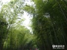 【蜀南竹海二日游】蜀南竹海全景之旅二日游＜雙汽＞