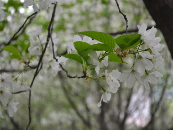 櫻桃花