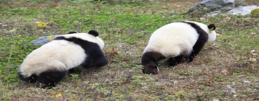 熊貓樂園旅游